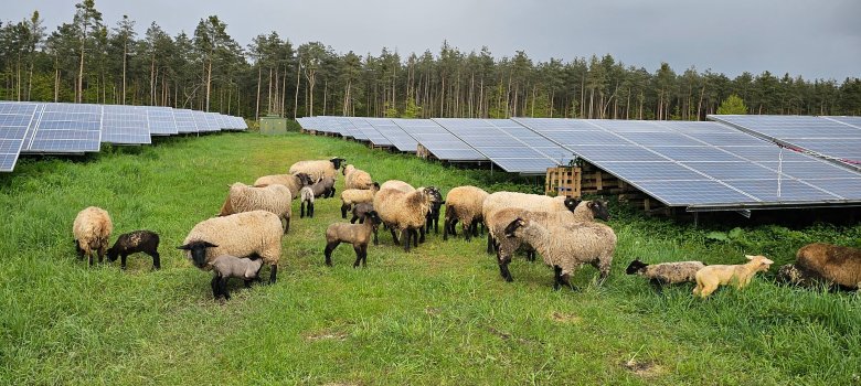 Schafe auf einer Weide