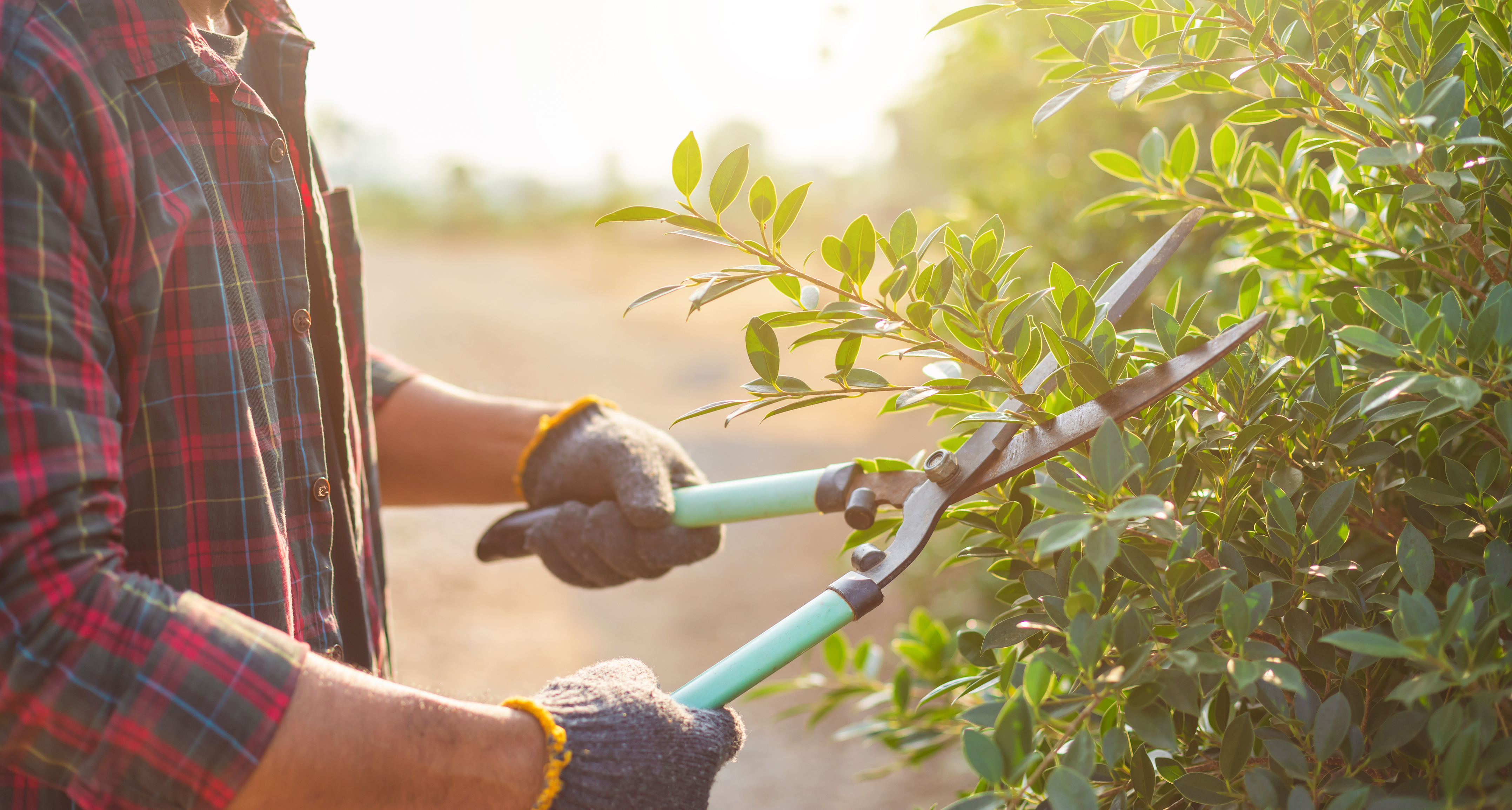 People cutting a hedge in the garden. Home and garden decoration concept People cutting a hedge in the garden. Home and garden decoration concept