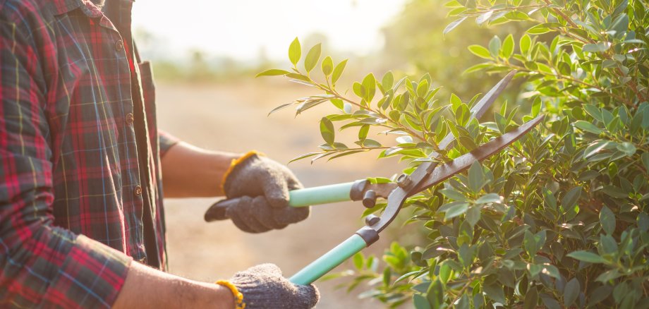 People cutting a hedge in the garden. Home and garden decoration concept