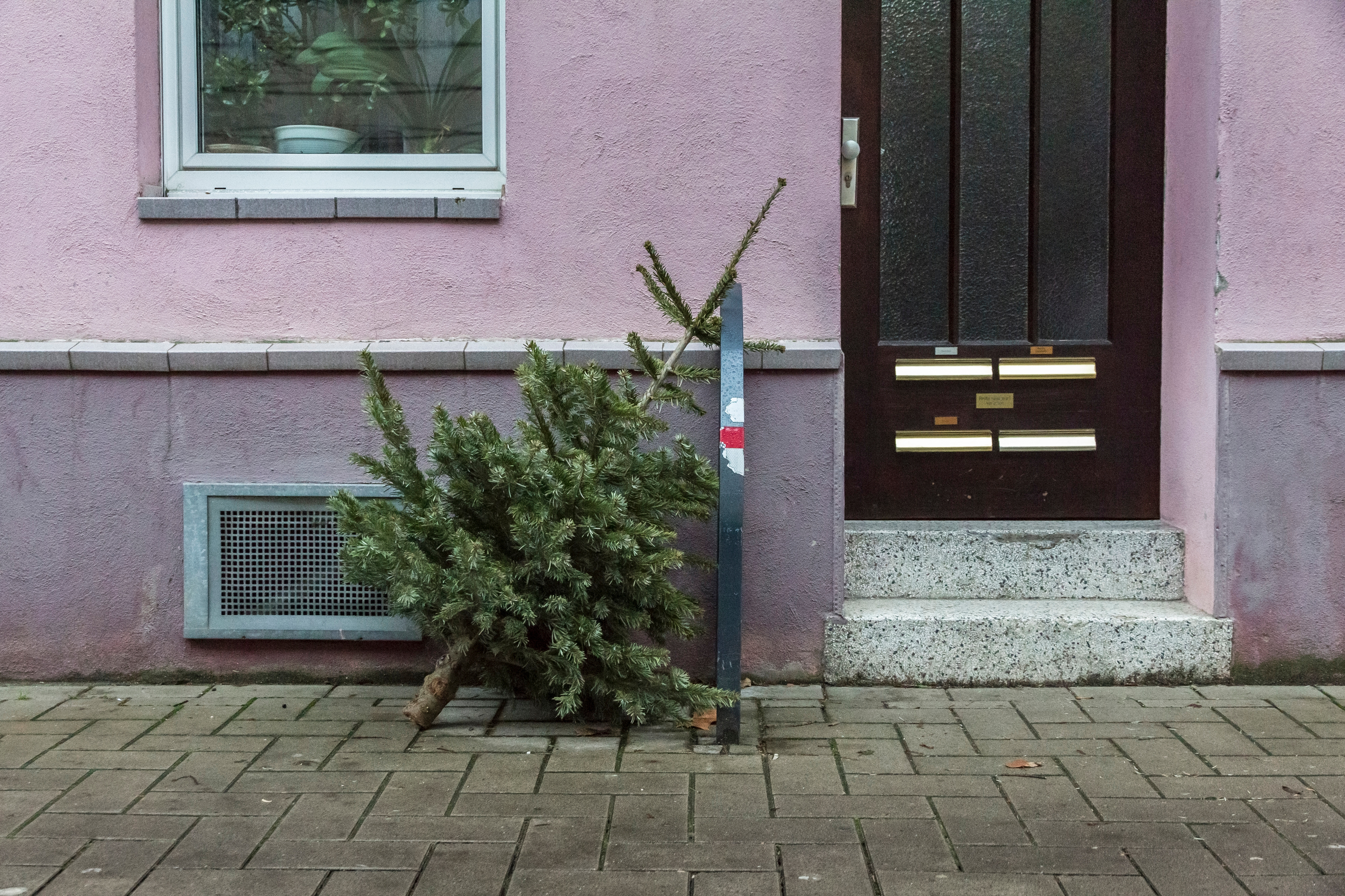 Christmas tree old, in front of pink house Christmas tree old, in front of pink house
