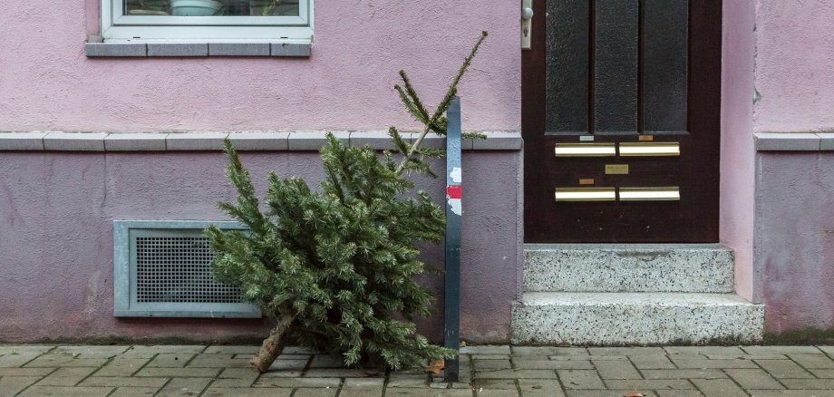 Christmas tree old, in front of pink house