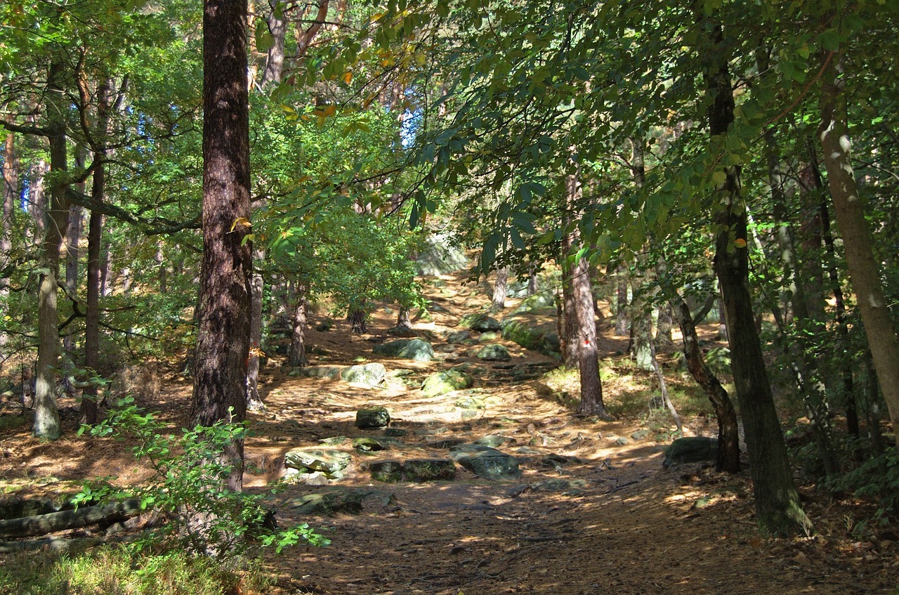 Beispielfoto Pfälzerwald Beispielfoto Pfälzerwald