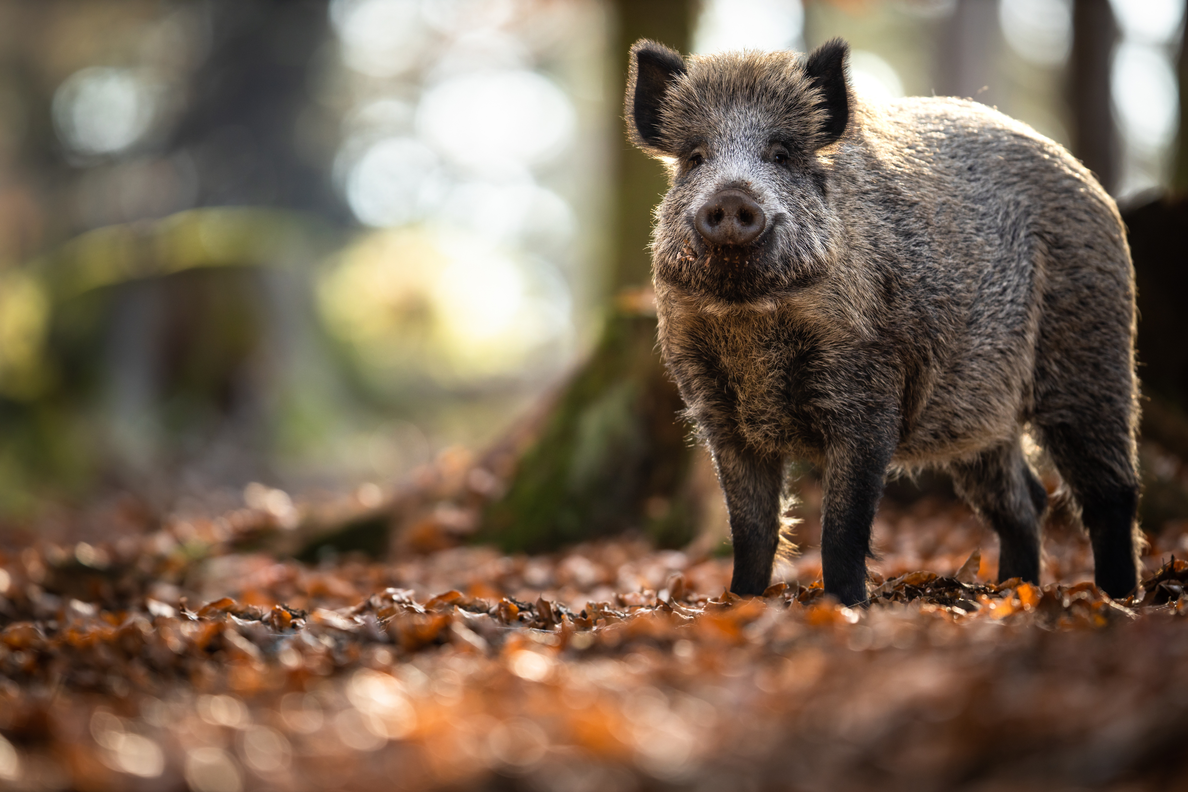 Wild Boar Wild Boar