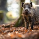 Wild Boar