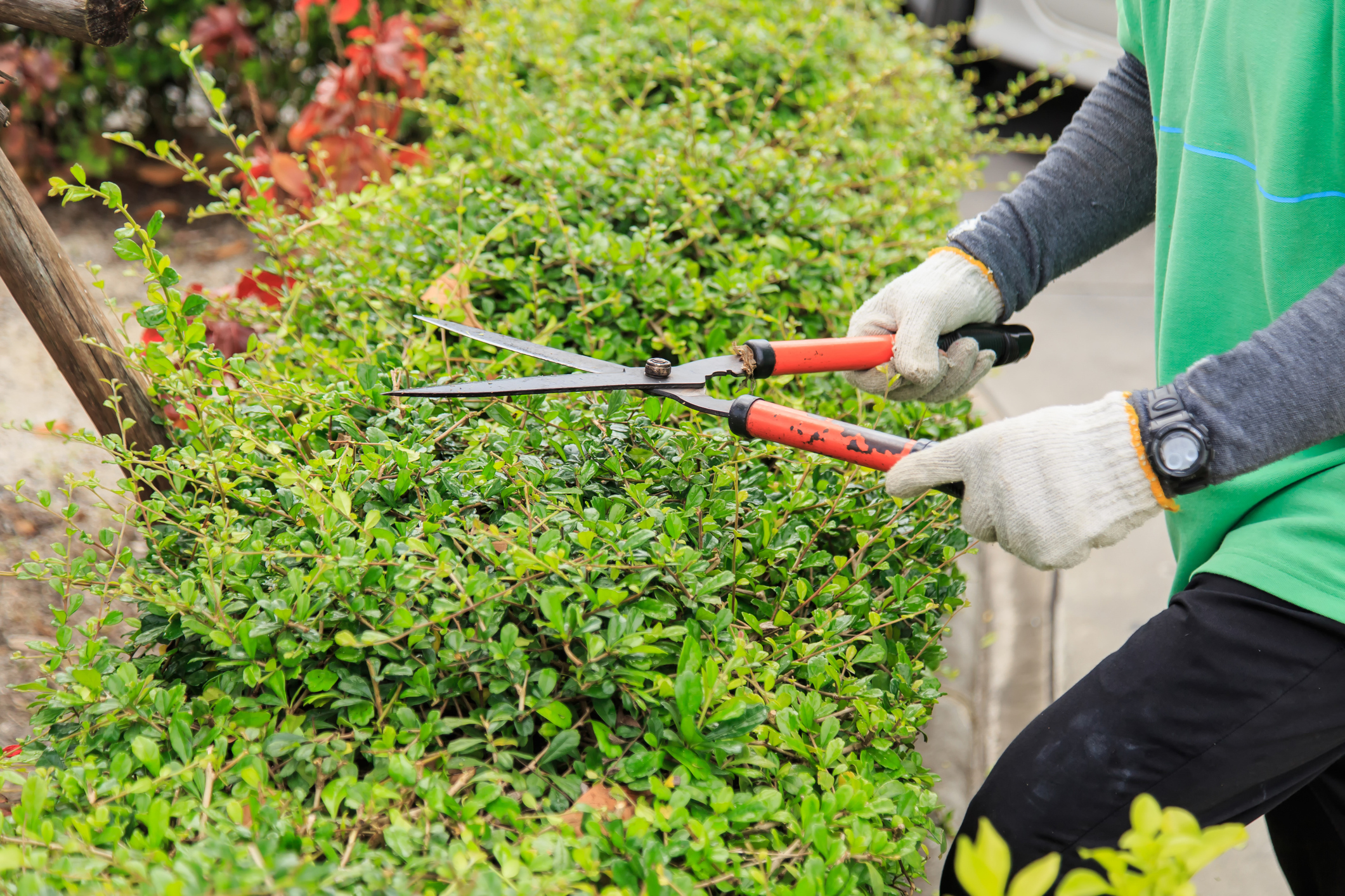 Pruning bushes in the garden. Pruning bushes in the garden.
