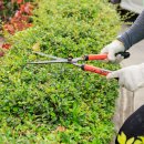 Pruning bushes in the garden.