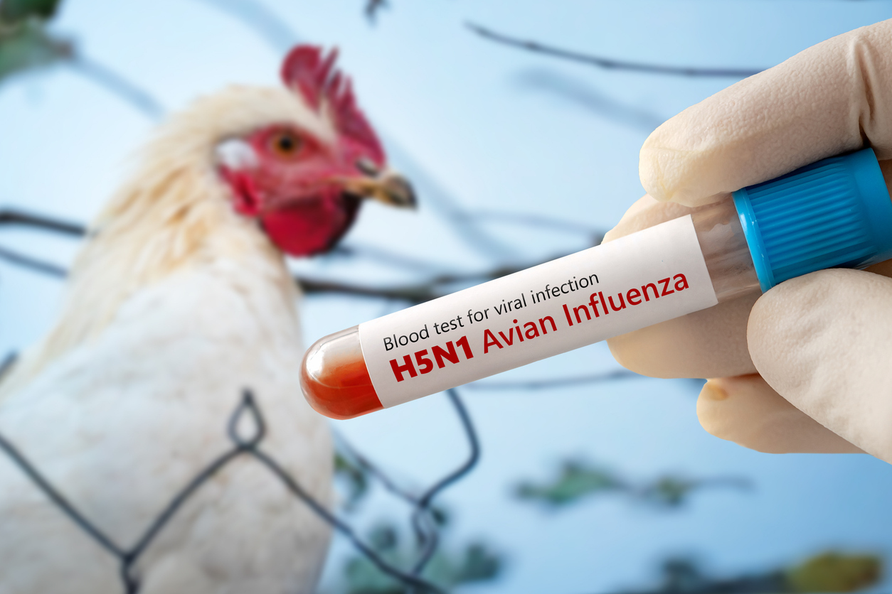 The concept of an avian flu pandemic. A test tube with a blood test for h5n1 avian influenza. Checking chicken for diseases. The concept of an avian flu pandemic. A test tube with a blood test for h5n1 avian influenza. Checking chicken for diseases.