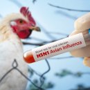 The concept of an avian flu pandemic. A test tube with a blood test for h5n1 avian influenza. Checking chicken for diseases.