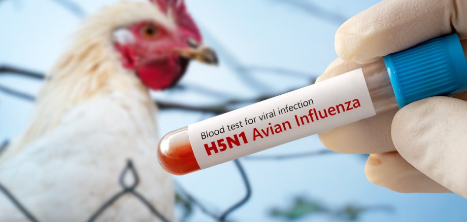 The concept of an avian flu pandemic. A test tube with a blood test for h5n1 avian influenza. Checking chicken for diseases. The concept of an avian flu pandemic. A test tube with a blood test for h5n1 avian influenza. Checking chicken for diseases.