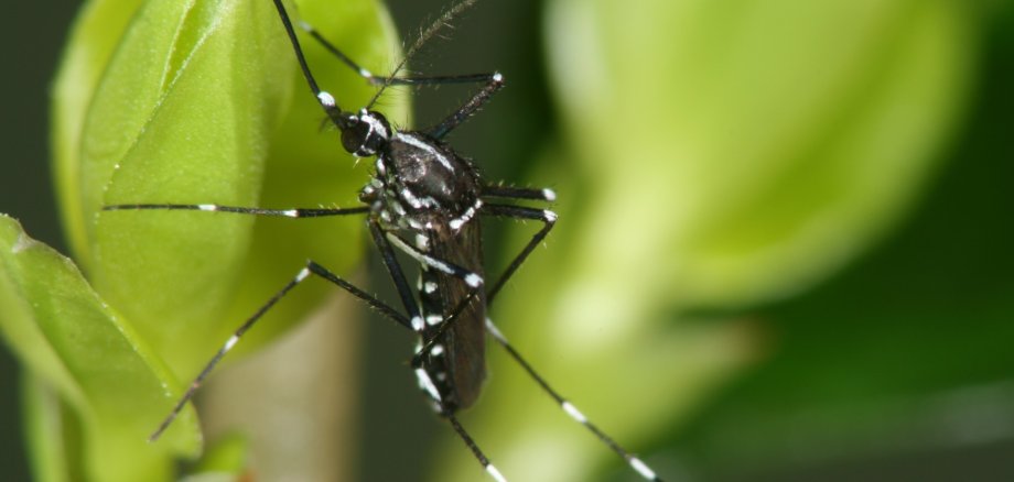 Asiatische Tigermücke