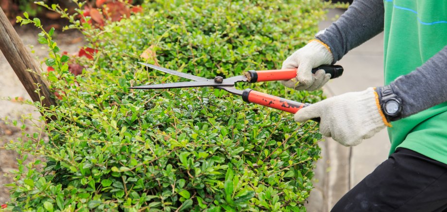 Pruning bushes in the garden. Pruning bushes in the garden.